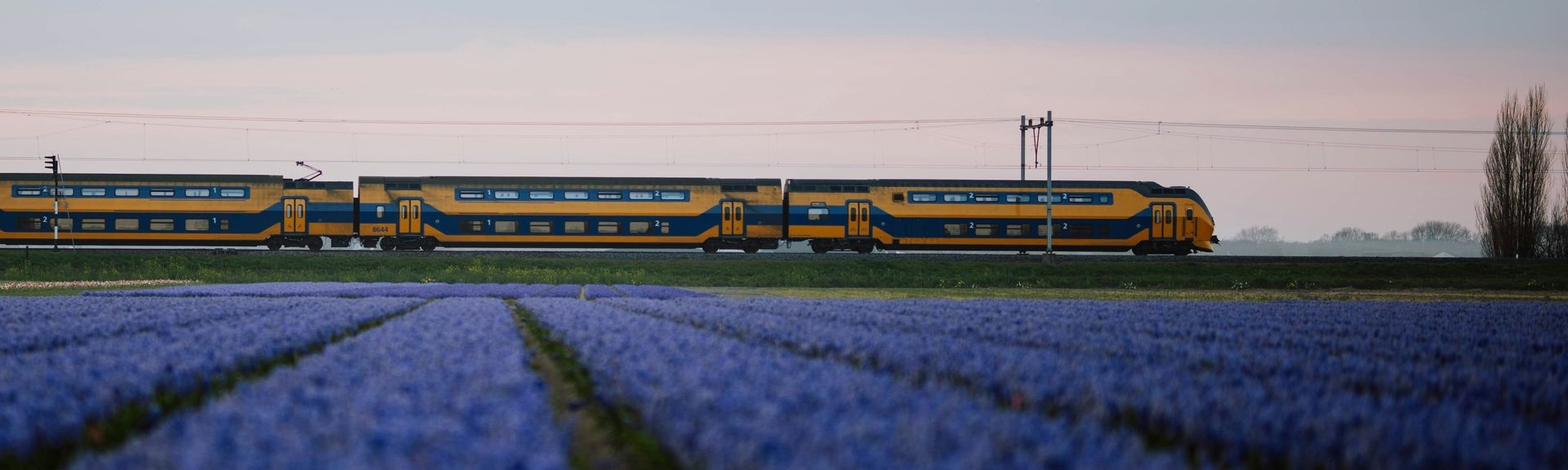 lavander fields